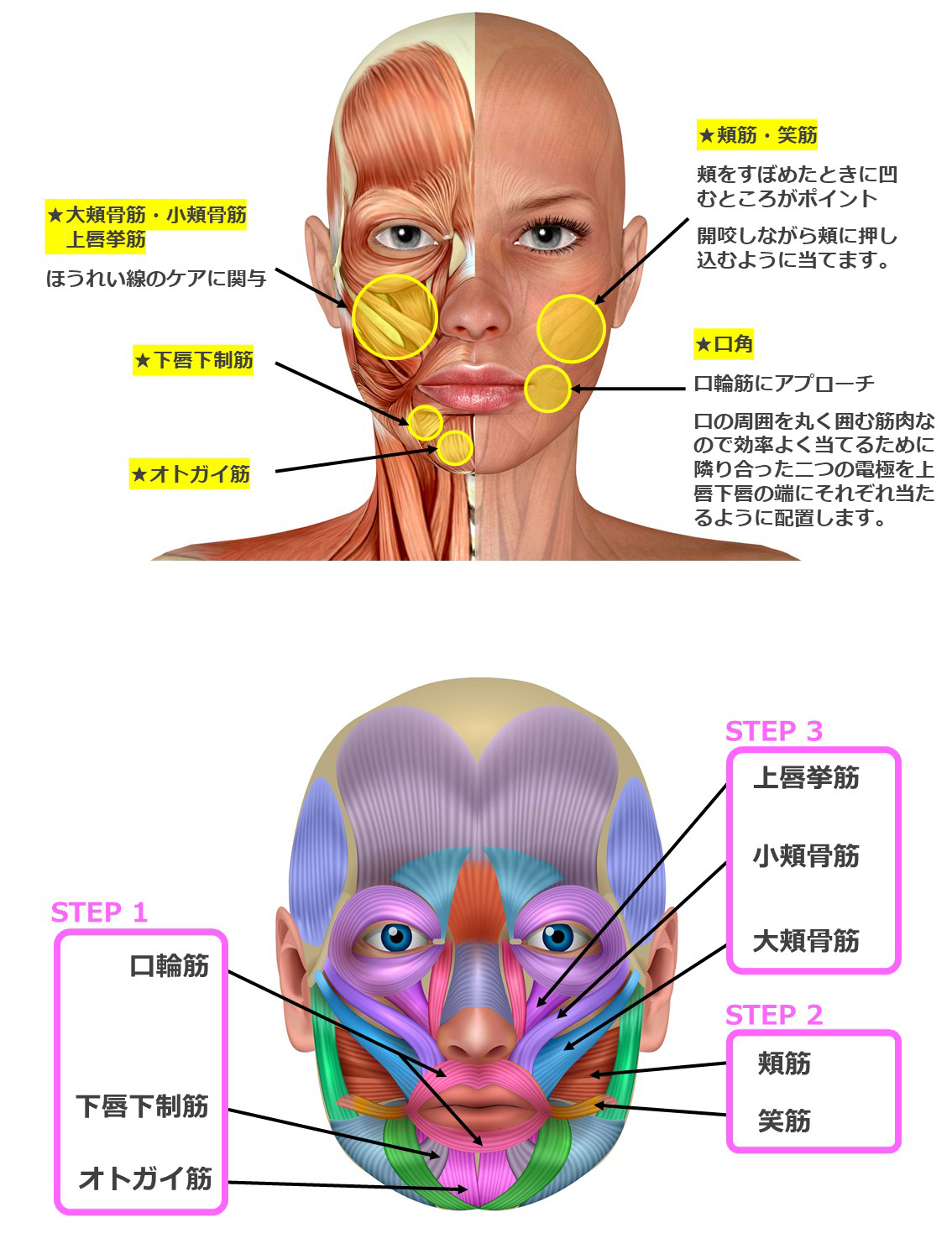 口 の 周り の 筋肉