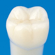単根模型歯 永久歯 [A5A-500]