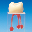 歯根管模型 [S7シリーズ]