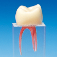 歯根管模型 [S3シリーズ]