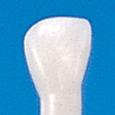 単根模型歯　乳歯（ネジなし） [A3-310]