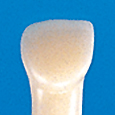 単根模型歯　乳歯 [A2A-343]