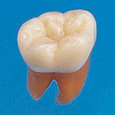 複製根模型歯 [B2-306]