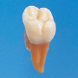 複製根模型歯 [B2-TA.2]