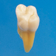 複製根模型歯 [B3-SB.1]